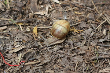 
Grape snail basking in the spring sun