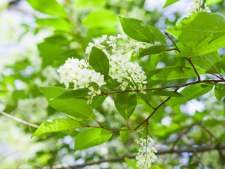 Bird cherry blossom. Lush white flowers in spring. Fresh green tree leaves.