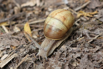 
Grape snail basking in the spring sun