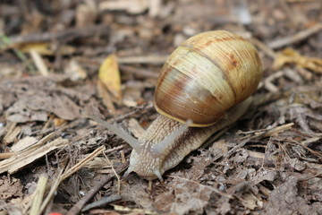 
Grape snail basking in the spring sun