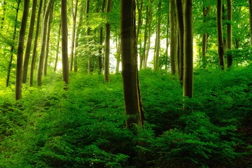 Colorful vivid green spring enchanted forest