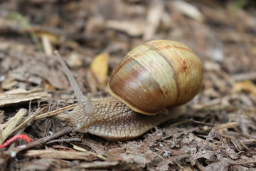 
Grape snail basking in the spring sun
