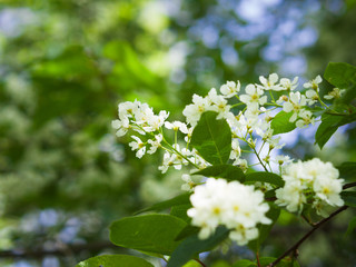 Bird cherry blossom. Lush white flowers in spring. Fresh green tree leaves.