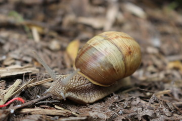 
Grape snail basking in the spring sun
