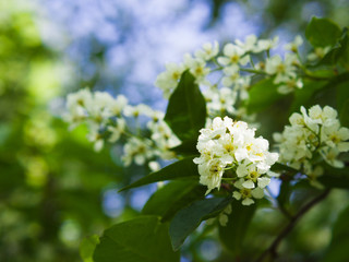 Bird cherry blossom. Lush white flowers in spring. Fresh green tree leaves.