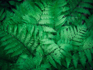 Fresh fern leaves in spring. Young green forest plant.