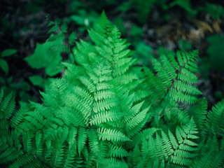 Fresh fern leaves in spring. Young green forest plant.