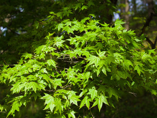 Maple tree in the park.
