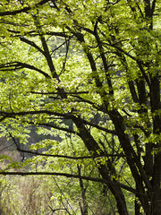Trees in park in springtime. Dark trunk with fresh green leaves. Backlit scene.