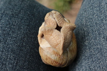 
Grape snail basking in the spring sun