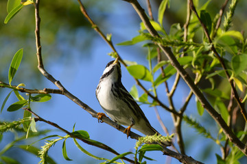 Blackpoll warbler bird perched in a tree