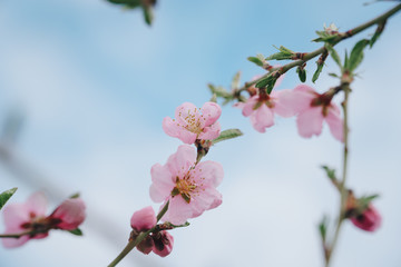 Bright pink spring flowers against a blue sky. Spring blooming of nectarine