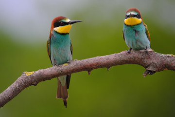 European Bee-Eater - Merops Apiaster on a branch , exotic colorful migratory bird