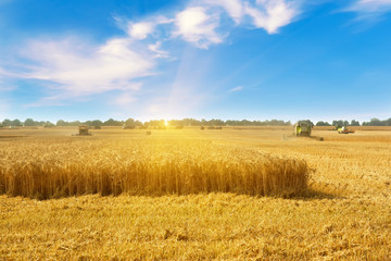 Beautiful countryside landscape .Combine harvester on a wheat field.