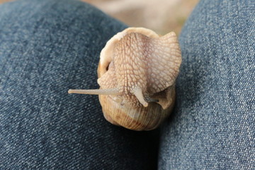 
Grape snail basking in the spring sun