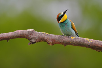 European Bee-Eater - Merops Apiaster on a branch , exotic colorful migratory bird