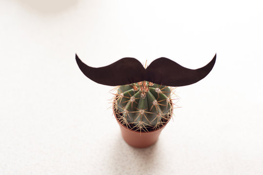 Flowerpot cactus with print mustache on a white background. Happy fathers day concept. empty copy space for your text.