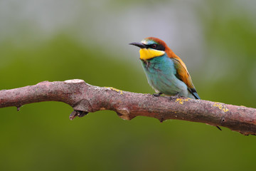 European Bee-Eater - Merops Apiaster on a branch , exotic colorful migratory bird