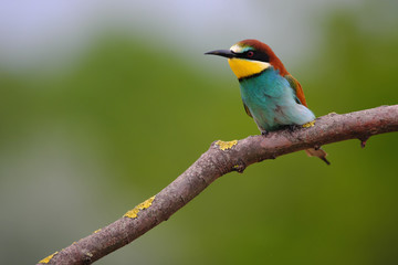 European Bee-Eater - Merops Apiaster on a branch , exotic colorful migratory bird
