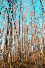 birch forest in early spring