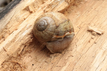 
Grape snail basking in the spring sun