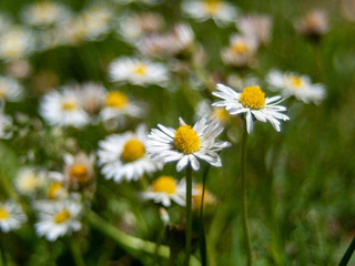 Paquerettes macro