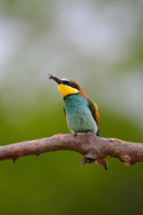 European Bee-Eater - Merops Apiaster on a branch , exotic colorful migratory bird