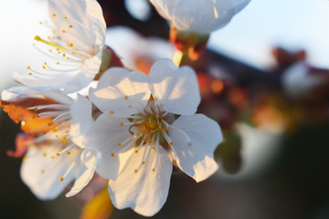 Blooming apple tree in the spring. Beautiful branch of blossoming apple tree. Closeup of aplle tree flowers before sunset in sunlight.

