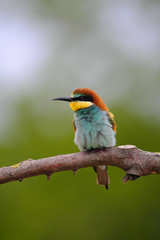 European Bee-Eater - Merops Apiaster on a branch , exotic colorful migratory bird