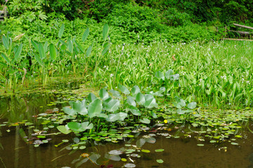 生い茂る池の水上葉