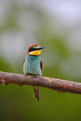 European Bee-Eater - Merops Apiaster on a branch , exotic colorful migratory bird