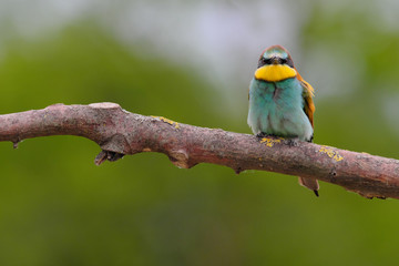 European Bee-Eater - Merops Apiaster on a branch , exotic colorful migratory bird
