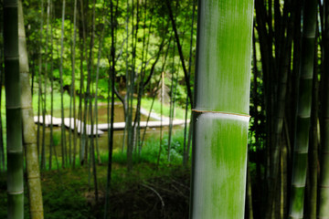Naklejka premium 竹林の奥に見える池