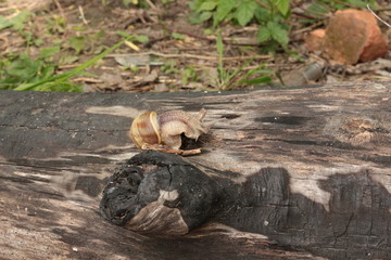 
Grape snail basking in the spring sun