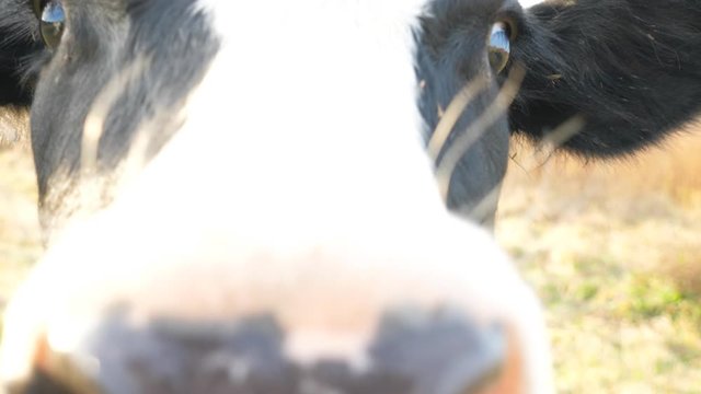 Curious cow looking into camera and sniffing it. Cute friendly animal grazing in meadow showing curiosity. Cattle on pasture. Farming concept. Blurred background. Slow motion Close up