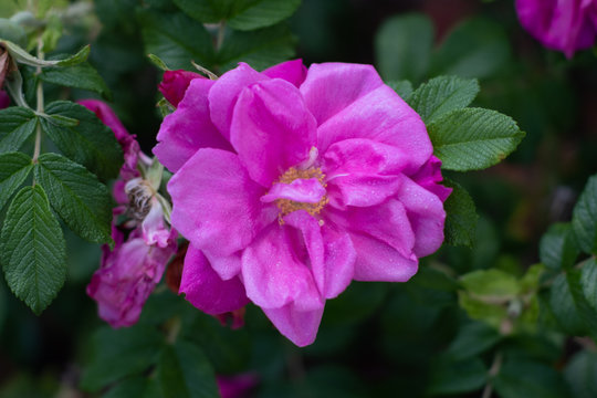Fiore di rosa canina in primavera di un giardino