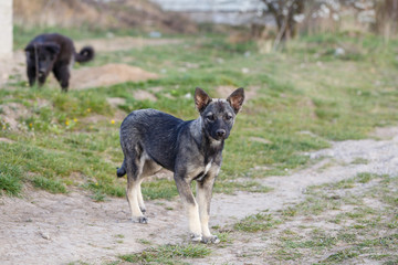 stray small dogs on the street, protecting animals and nature