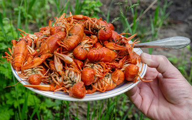 a lot of hot fresh boiled red crawfish which lie on the dish