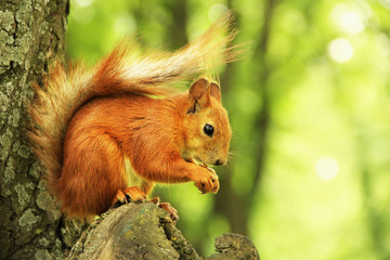 Sciurus. Rodent. The squirrel sits on a tree and eats. Beautiful red squirrel in the park.