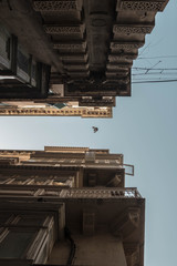Bird between buildings