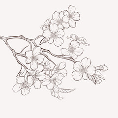 Blooming tree with flowers. Sketch Floral Botany Collection. Apple tree branch with flower drawings. Black and white with line art on white backgrounds. Hand Drawn Botanical Illustrations.