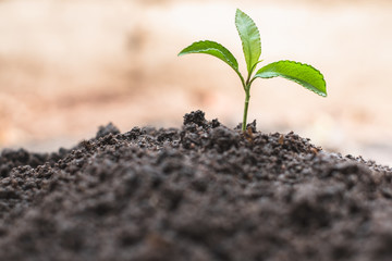 Small seedlings that germinate from complete soil The concept of caring for seedlings and soil Resources that should be maintained Save the world by planting trees World environment day.