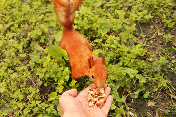 Sciurus. Rodent. The squirrel eats nuts from a hand. Beautiful red squirrel in the park