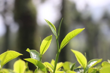 green leaves on a branch