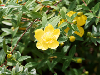 Obraz na płótnie Canvas Millepertuis à grandes fleurs ou Millepertuis à calice persistant (Hypericum calycinum)