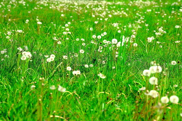 Dmuchawce, mlecze, na trawniku wiosną