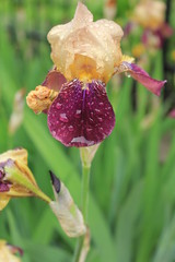 red and yellow flower