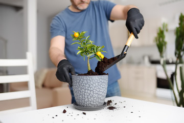 Man transplanting a houseplant calamondin into new big flowerpot. Home gardening. Chores and...