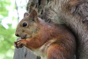 
Forest squirrel eats a nut