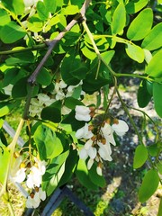 branch of white acacia on a background of green bright juicy leaves, summer day